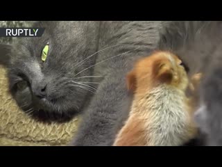 in crimea, a cat adopted baby squirrels